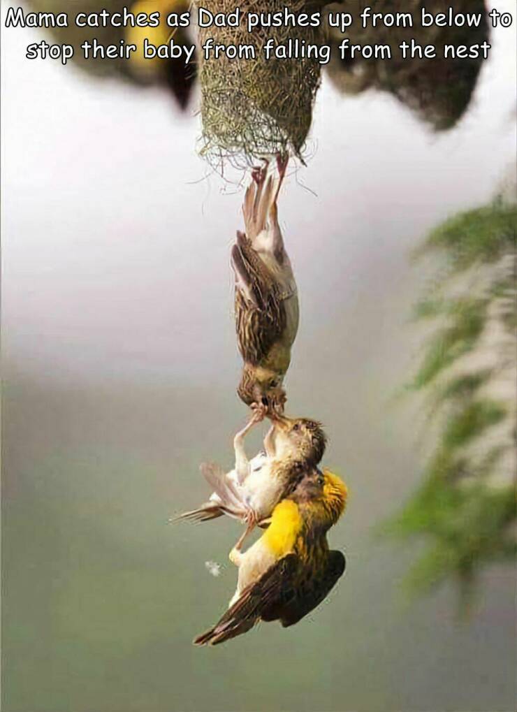 cool random pics - wildlife photography in india - Mama catches as Dad pushes up from below to stop their baby from falling from the nest