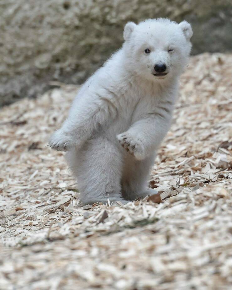 polar bear cute cubs