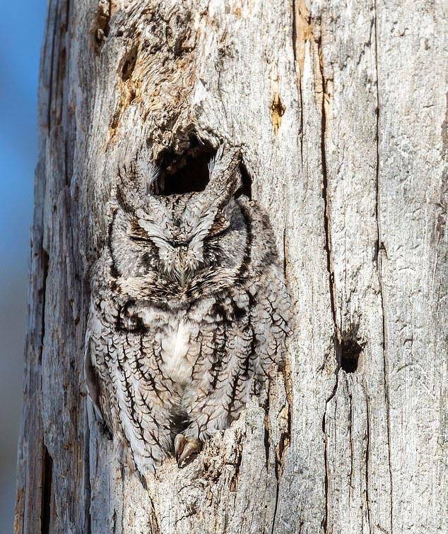 cool pics - best owl camouflage