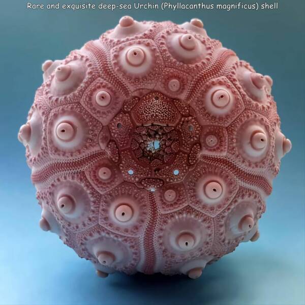 funny memes and pics the daily dose - Rare and exquisite deepsea Urchin Phyllacanthus magnificus shell