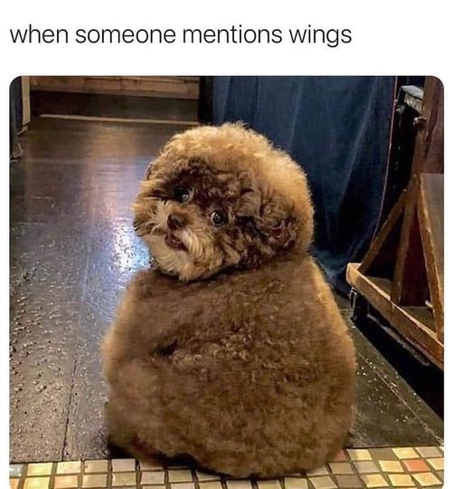funny memes and pics the daily dose - dog - when someone mentions wings