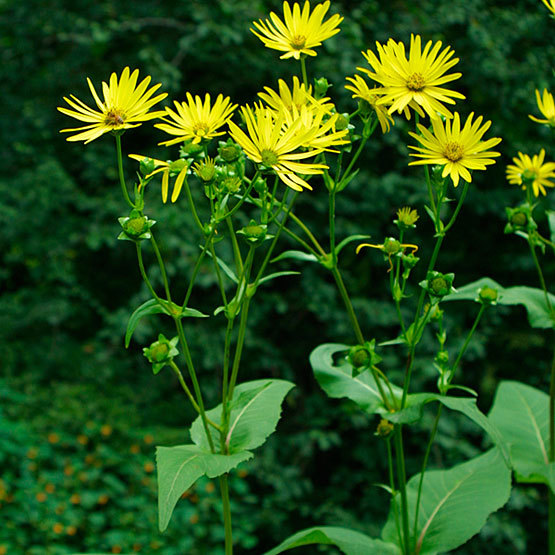 dirty historical facts - silphium perfoliatum cup plant