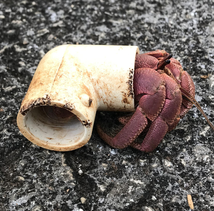 “This hermit crab turned a PVC pipe into a home.”