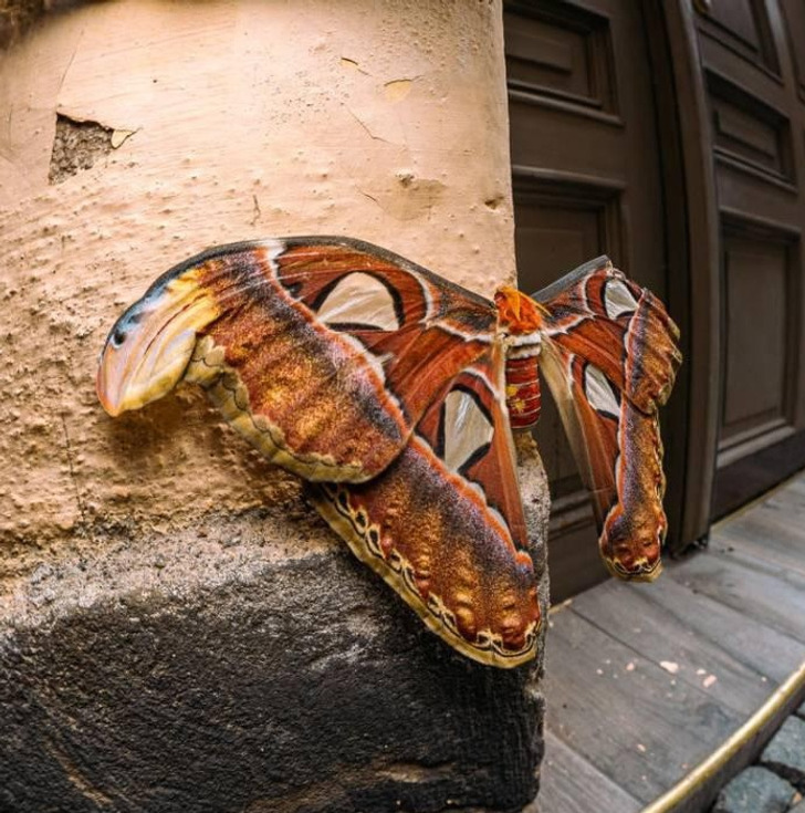 “A huge butterfly found in Stockholm.”