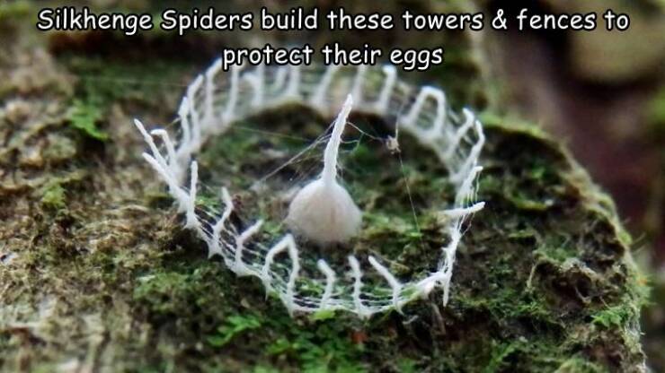 random pics - stonehenge spider - Silkhenge Spiders build these towers & fences to protect their eggs Akad