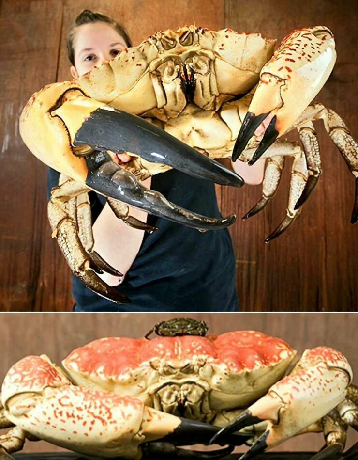 random pics - 40 lb tasmanian crab
