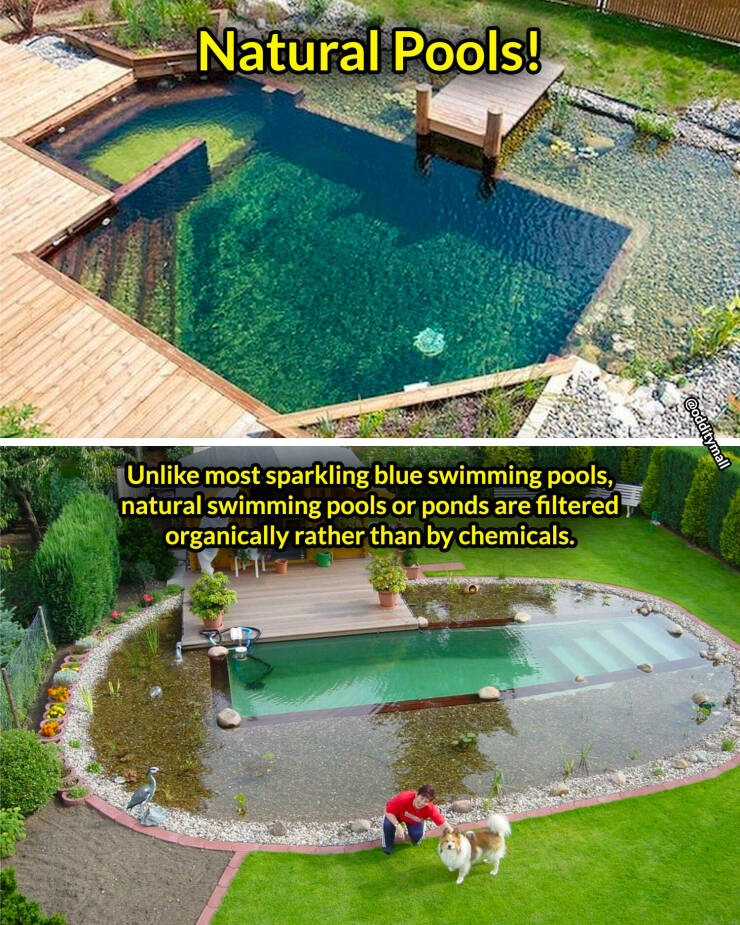 random pics - water resources - Natural Pools! Un most sparkling blue swimming pools, natural swimming pools or ponds are filtered organically rather than by chemicals.