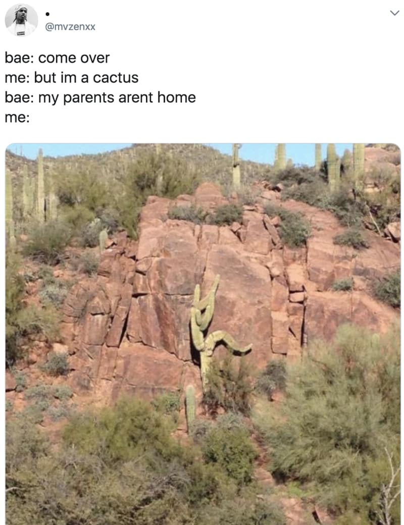 spicy memes for thirsty thursday - my parents aren t home sigma meme - bae come over me but im a cactus bae my parents arent home me 1.1