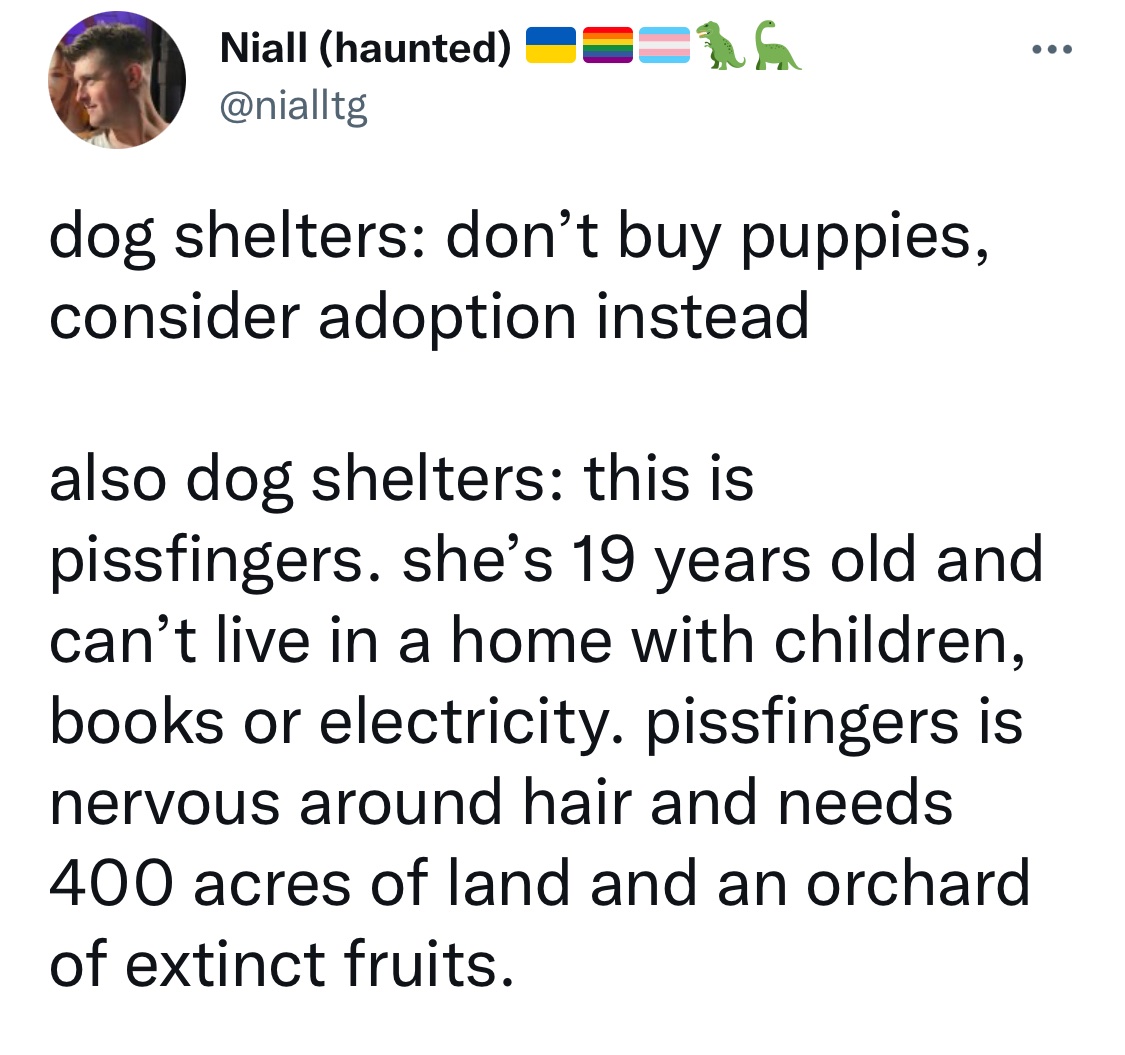 Best Tweets of All Time - angle - Niall haunted 16 dog shelters don't buy puppies, consider adoption instead also dog shelters this is pissfingers. she's 19 years old and can't live in a home with children, books or electricity. pissfingers is nervous aro