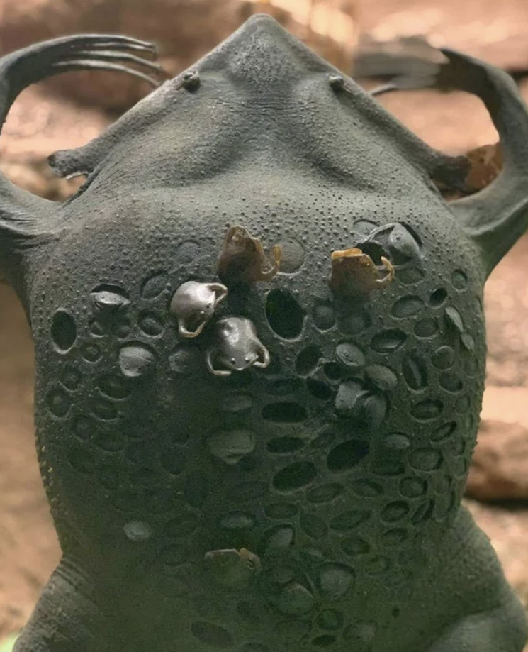slightly terrifying photos - frog with babies in back