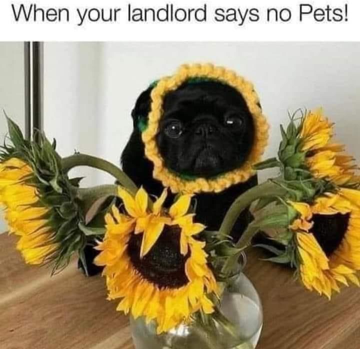 funny memes and cool pics - pug - When your landlord says no Pets!