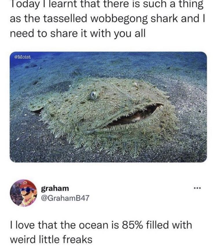funny memes and cool pics - tasselled wobbegong meme - Today I learnt that there is such a thing as the tasselled wobbegong shark and I need to it with you all graham I love that the ocean is 85% filled with weird little freaks ...