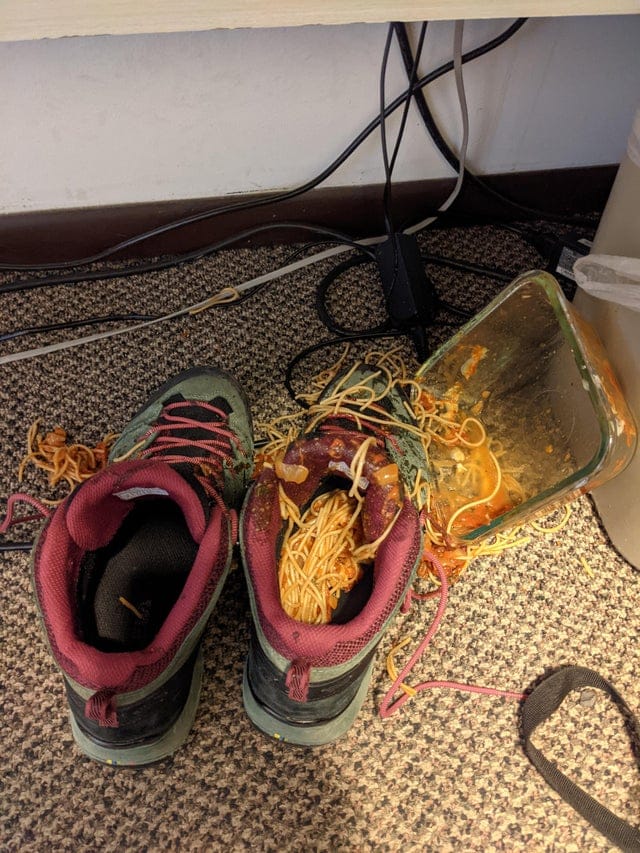 moments life decided to suck - spaghetti in a shoe - Co
