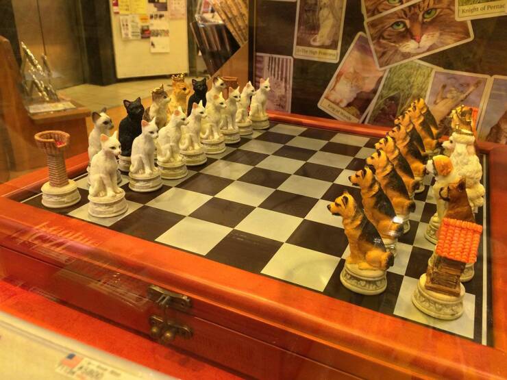 daily dose of randoms - cat chess board - Knight of Pentac