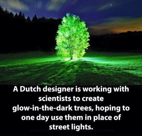 daily dose of pics and memes - bioluminescent trees - A Dutch designer is working with scientists to create glowinthedark trees, hoping to one day use them in place of street lights.