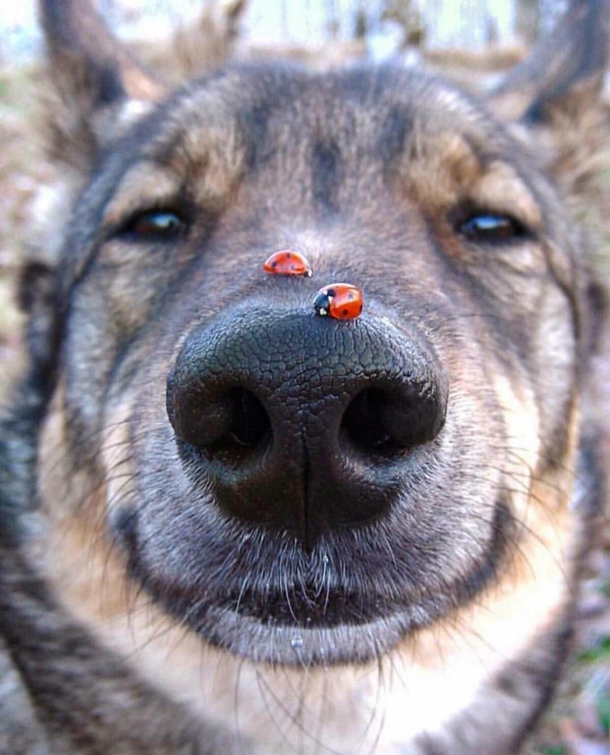 daily dose of pics and memes - ladybirds dog's mouth