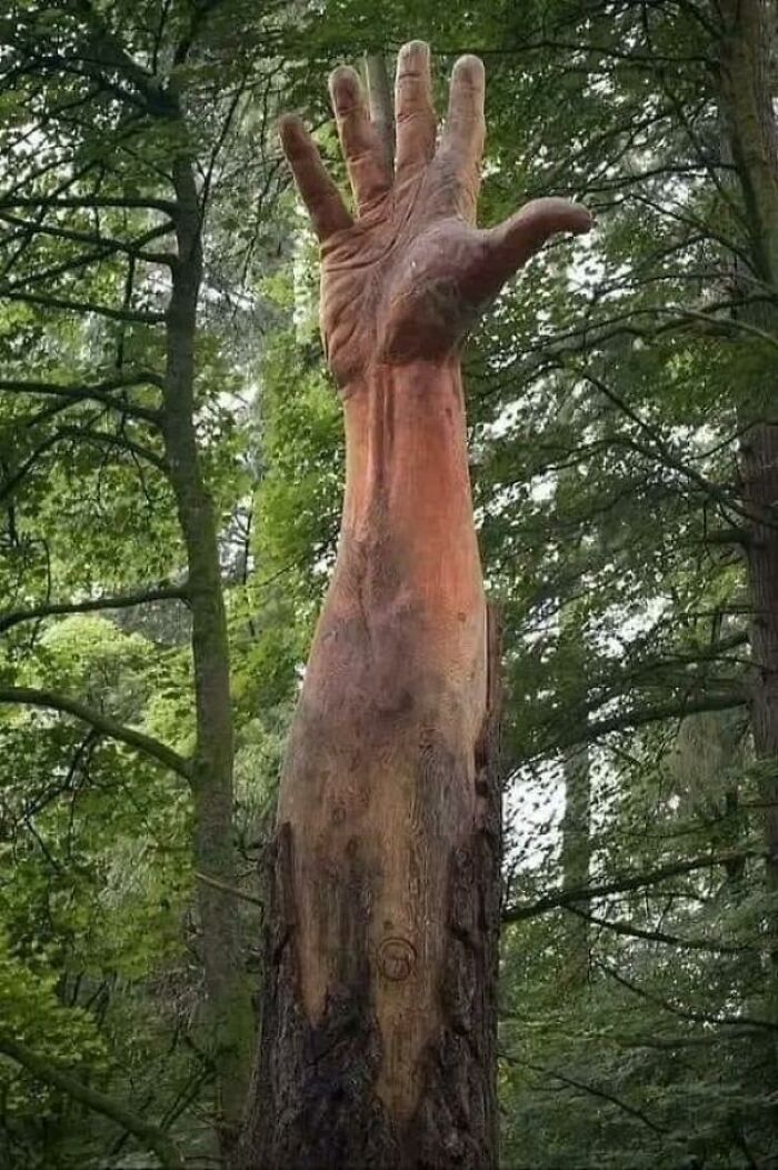 The Tallest Tree In Wales Got Damaged By A Storm And Was Supposed To Be Cut Down, Instead Chainsaw Artist Simon O’rourke Found A Better Solution To Symbolize The Tree’s Last Attempt To Reach The Sky.