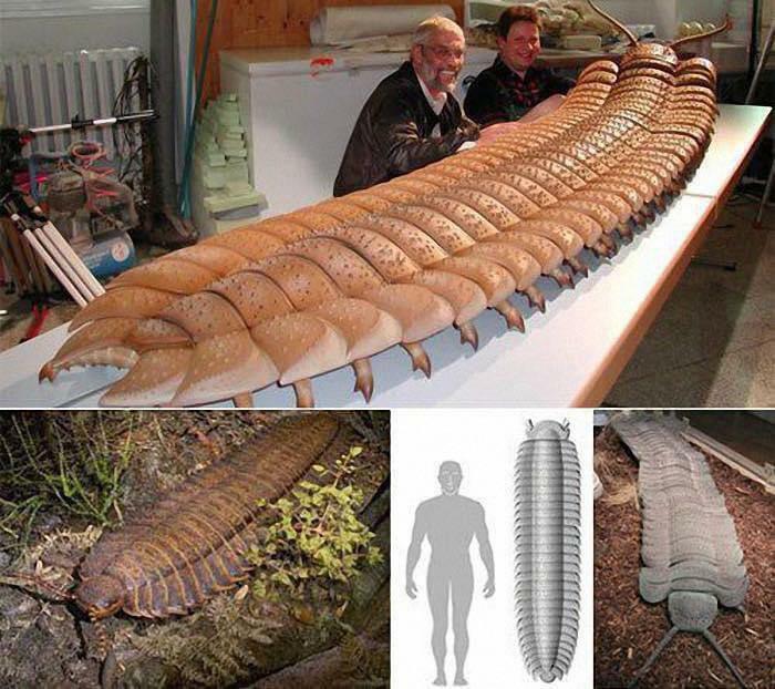 The Biggest Bug Known To Ever Live. The Arthropleura Millipede That Predates The Dinosaurs And Grew Up To 100 Pounds..