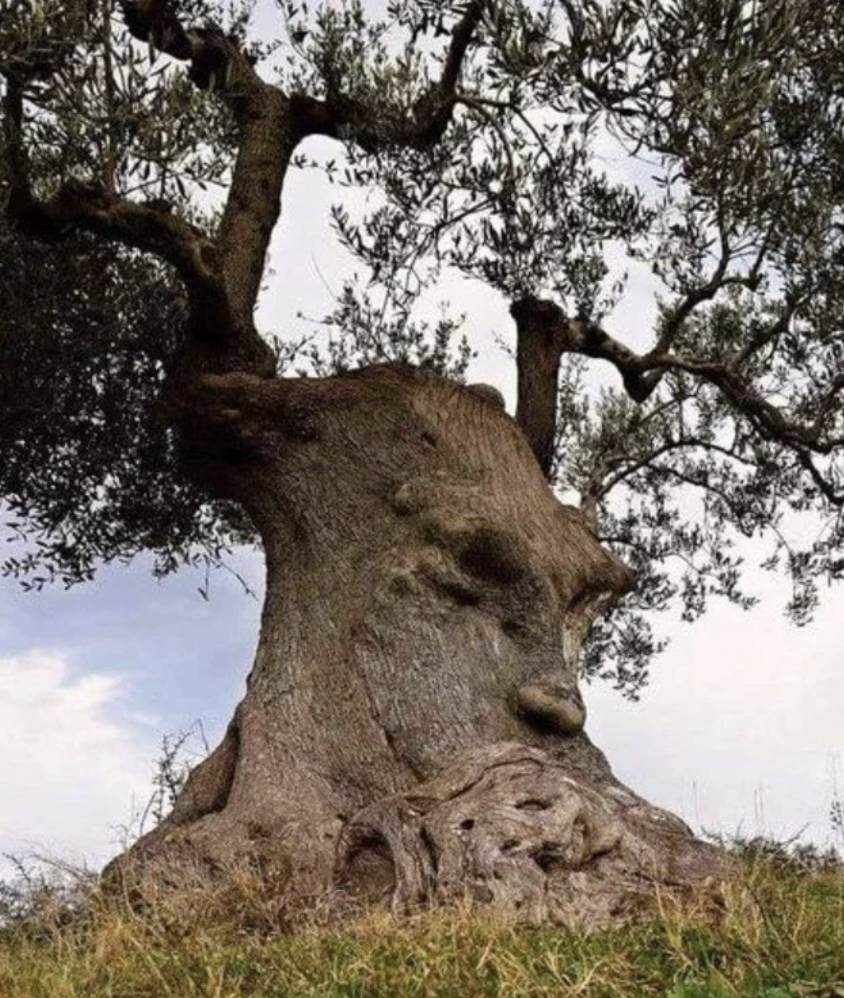 Fascinating Photos - thinking tree an ancient olive tree