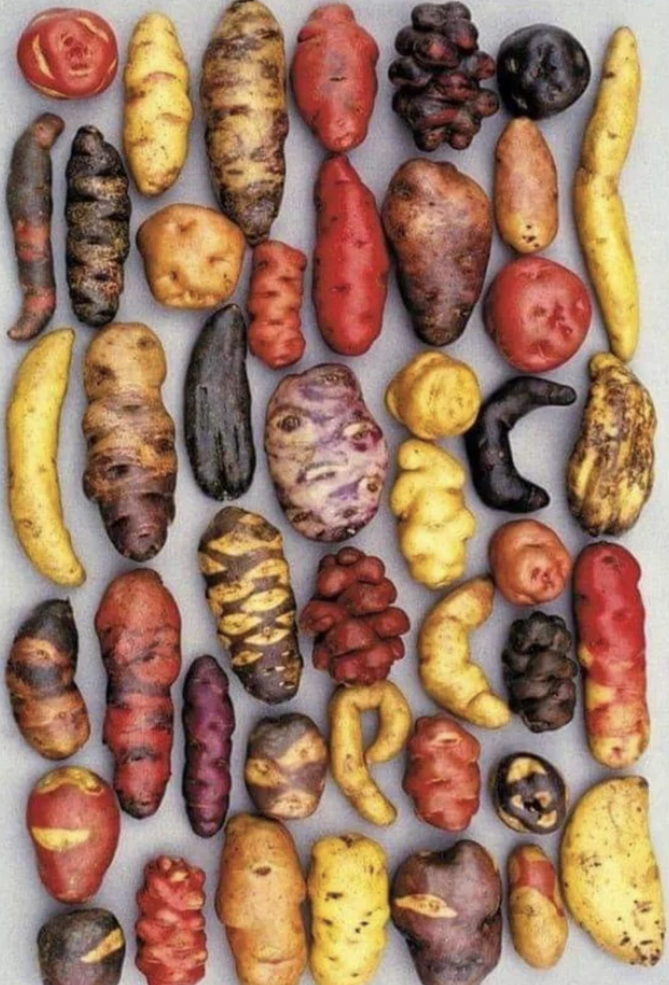 Potatoes that were grown in Peru.