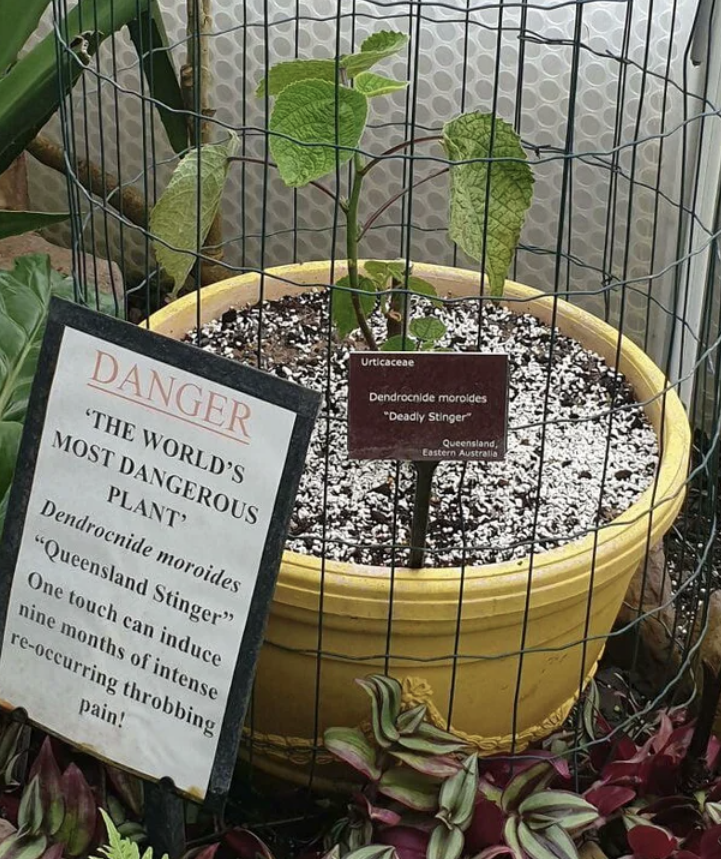 Fascinating Photos - gympie gympie plant sting - Danger The World'S Most Dangerous Plant Dendrocnide moroides