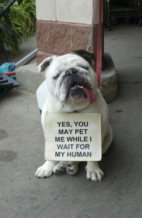 daily dose of randoms - waiting for my human - Yes, You May Pet Me While I Wait For My Human
