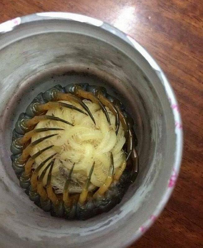 creepy and captivating photos - mother centipede protecting her babies