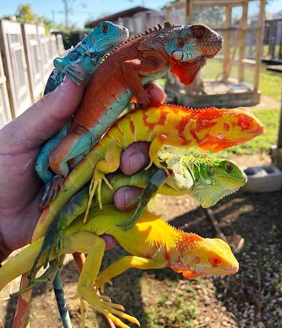 satisfying images - colored iguanas - Max