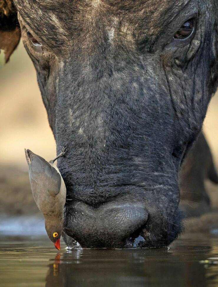 cool pics and photos - Oxpecker