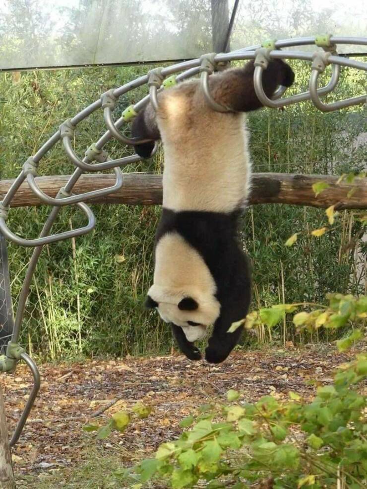 cool pics and photos - giant panda funny