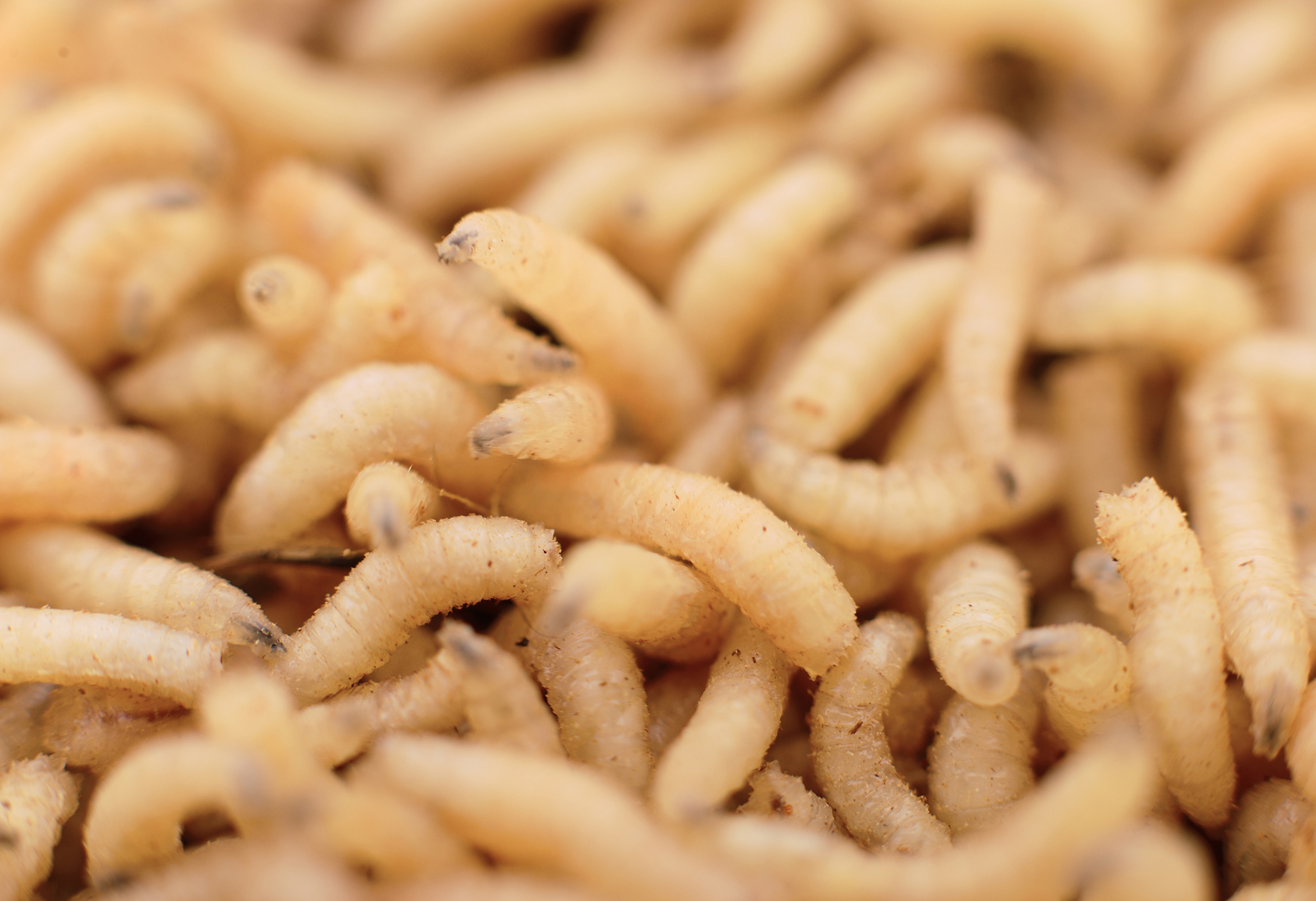Creepiest Mortician Stories - maggots insects