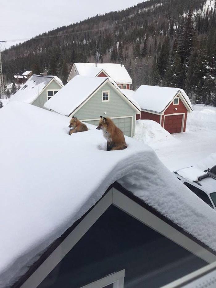 funny pics and memes - fox on roof breckenridge