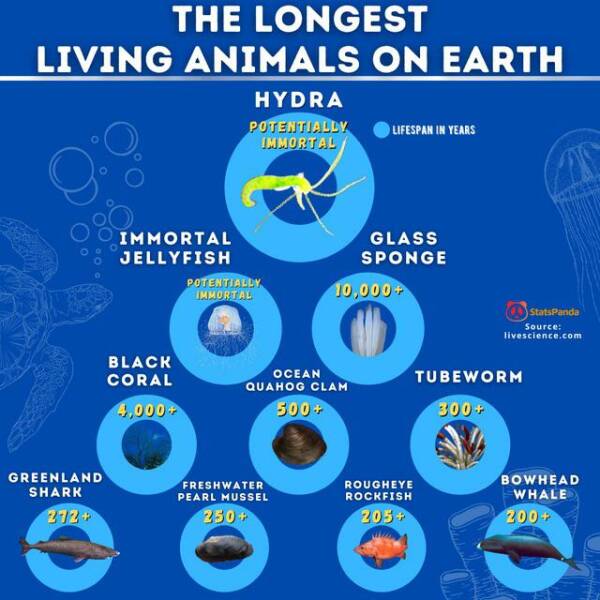 daily dose of randoms - water - The Longest Living Animals On Earth Hydra Potentially Immortal Greenland Shark 272 Immortal Jellyfish Black Coral 4,000 Potentially Immortal Ocean Quahog Clam 500 Freshwater Pearl Mussel 250 Lifespan In Years Glass Sponge 1