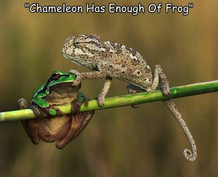 daily dose of randoms - frog and lizard - "Chameleon Has Enough Of Frog" 52219