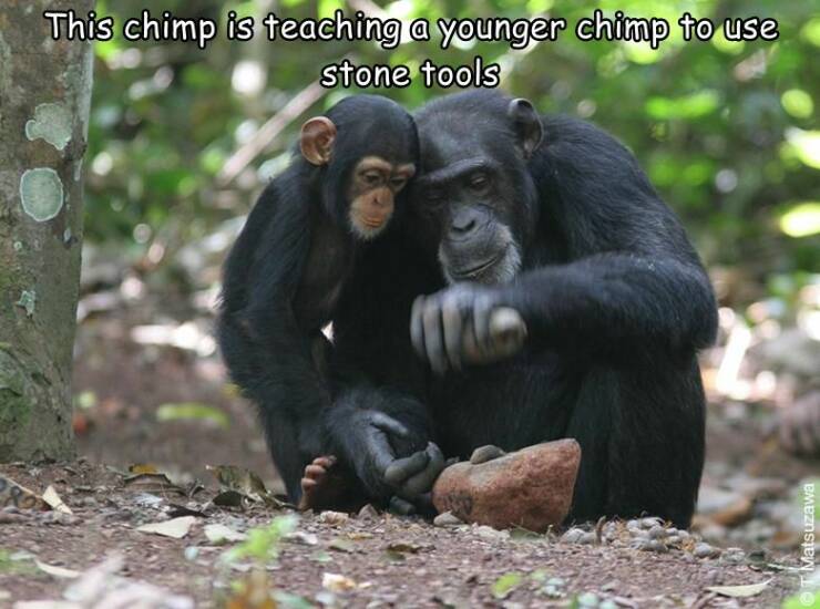 cool random pics - hammer and anvil chimps - This chimp is teaching a younger chimp to use stone tools Matsuzawa