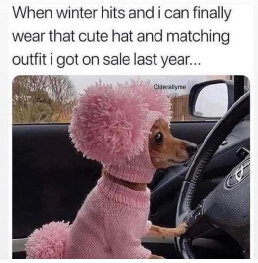 pics and memes daily dose - good boy memes - When winter hits and i can finally wear that cute hat and matching outfit i got on sale last year... Cliterallyme