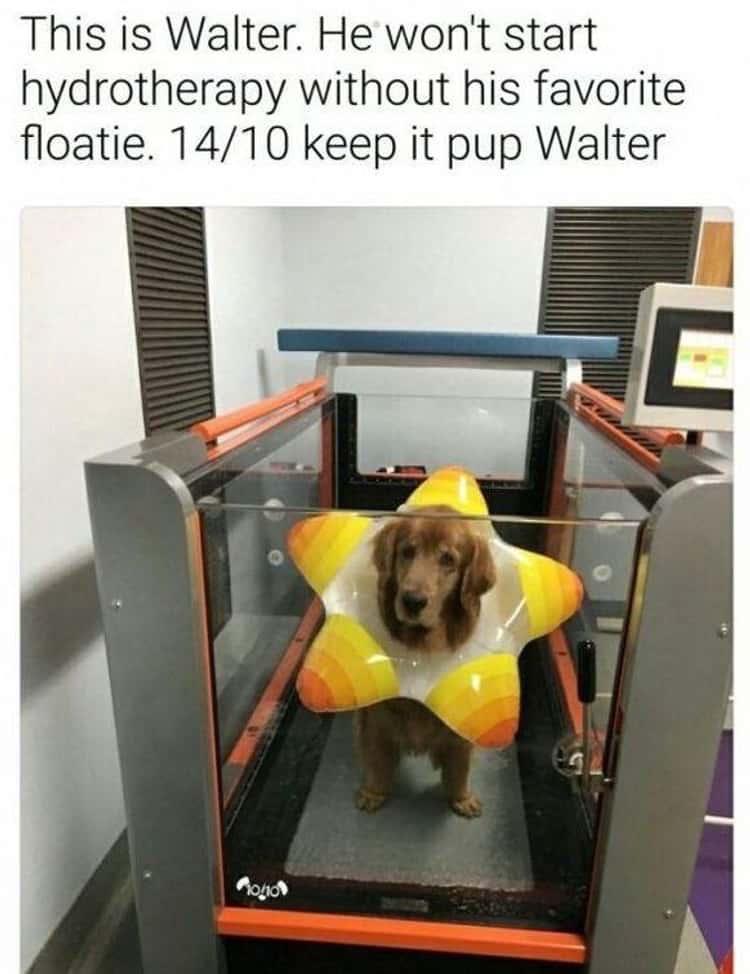 pics and memes daily dose - furniture - This is Walter. He won't start without his favorite hydrotherapy floatie. 1410 keep it pup Walter Mono F
