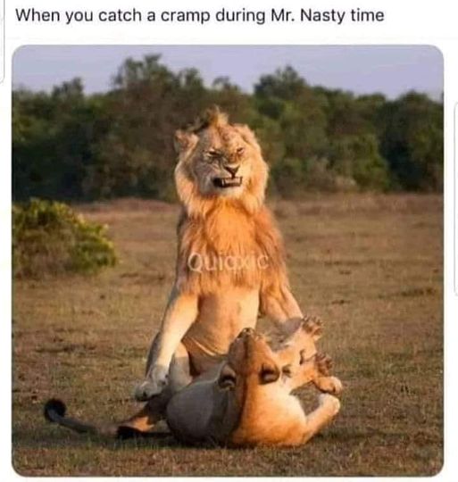 tantric tuesday spicy memes - lion sex - When you catch a cramp during Mr. Nasty time Quicxic