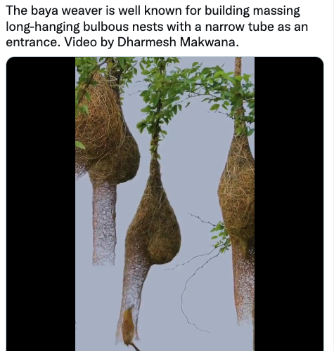fascinating photos - fauna - The baya weaver is well known for building massing longhanging bulbous nests with a narrow tube as an entrance. Video by Dharmesh Makwana.