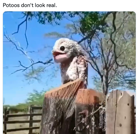 fascinating photos - beak - Potoos don't look real.