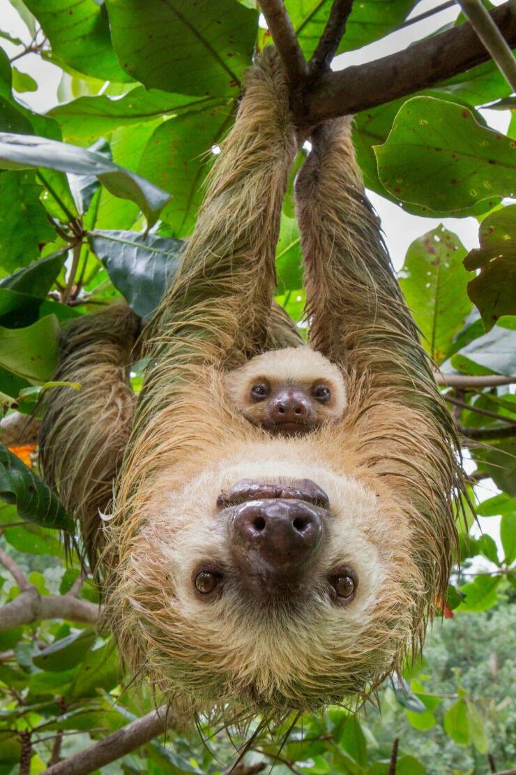 random pics for your daily dose - three toed sloth