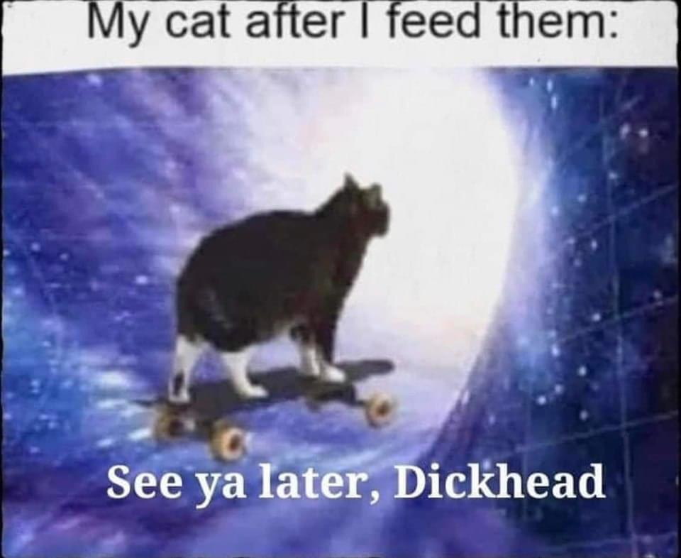 dank and savage memes - Photograph - My cat after I feed them See ya later, Dickhead