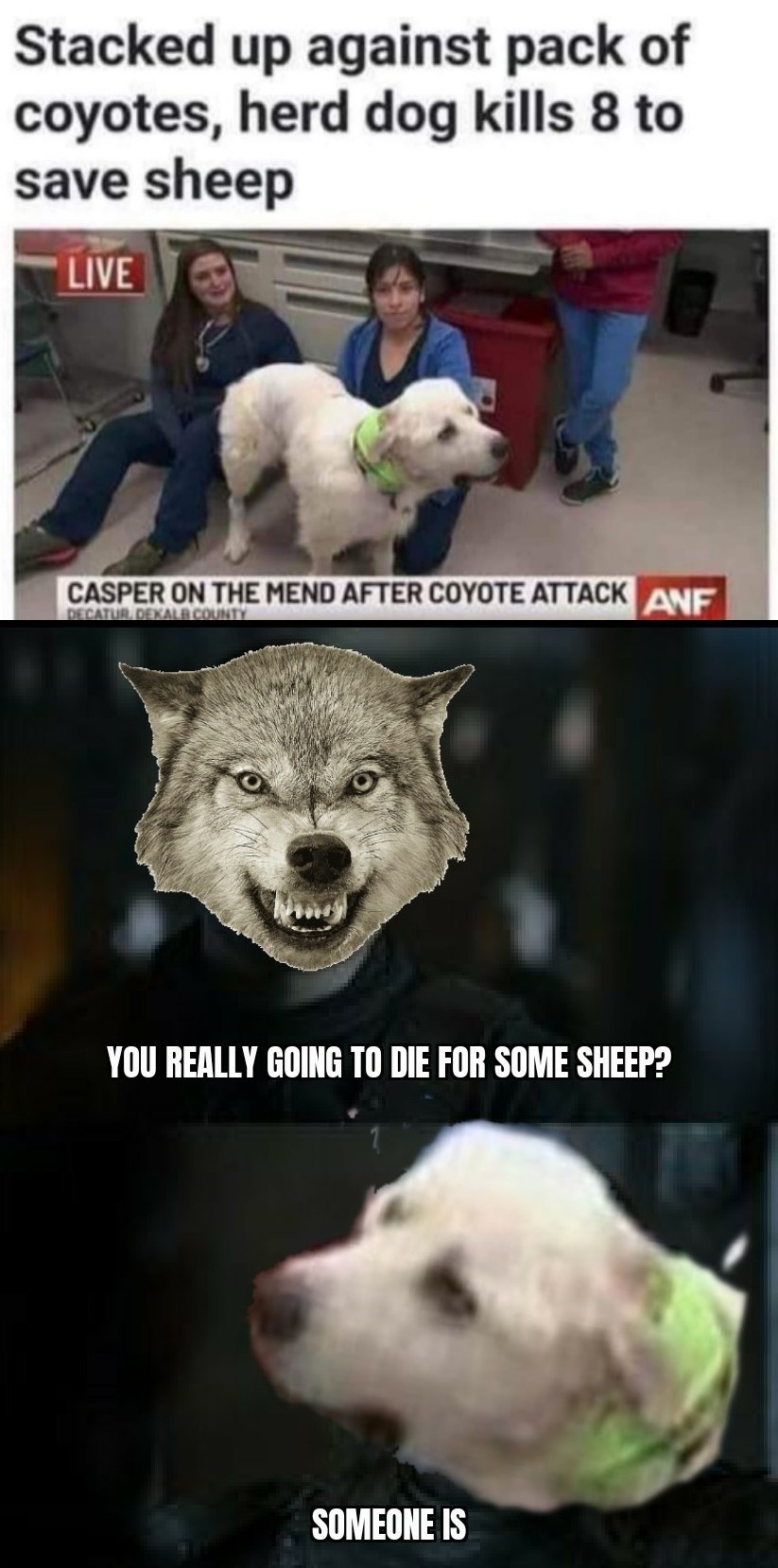 dank and savage memes - photo caption - Stacked up against pack of coyotes, herd dog kills 8 to save sheep Live Casper On The Mend After Coyote Attack Anf Decatur, Dekalb County You Really Going To Die For Some Sheep? Someone Is
