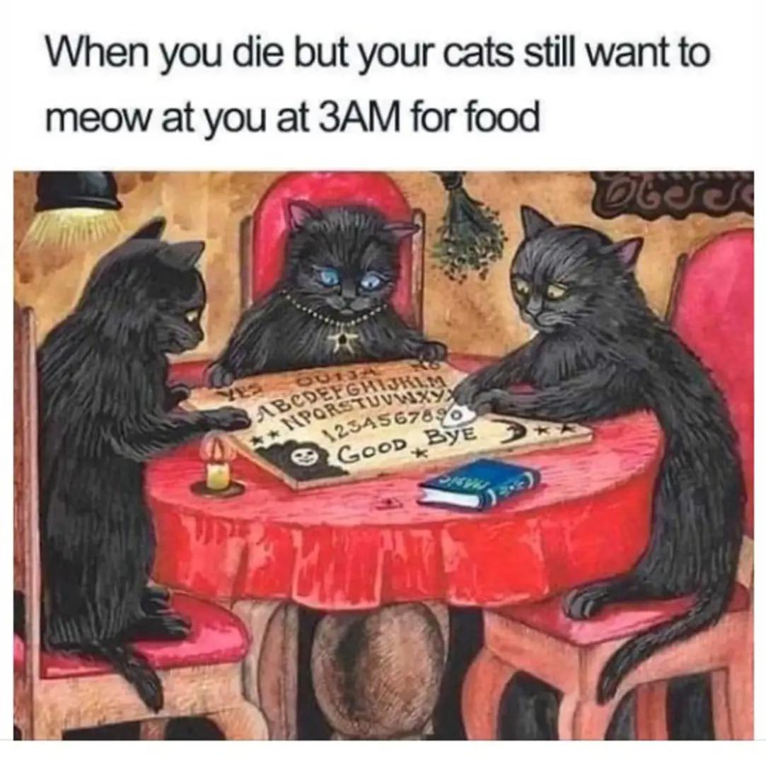 dank and savage memes - you die but your cats still want - When you die but your cats still want to meow at you at 3AM for food 20130 Abcdefghijklm Nporstuvwxyx 1234567890 Good Bye Un Obeses