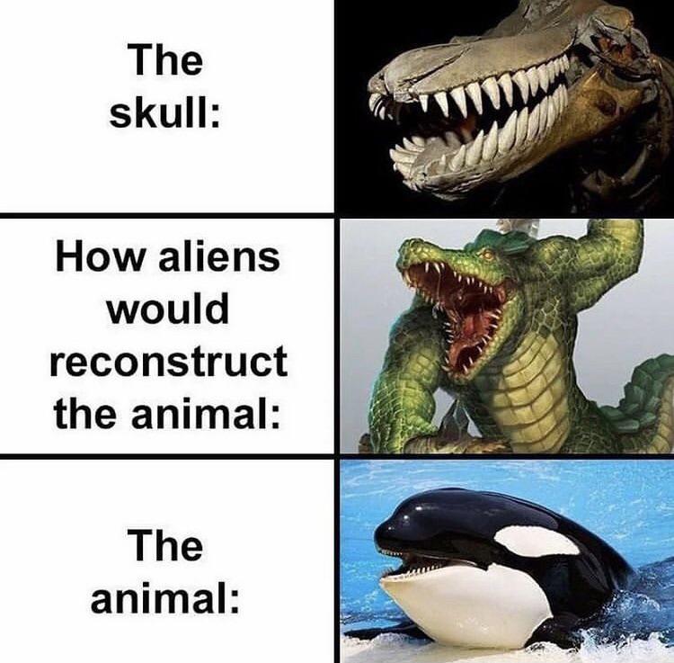 meme stream - fauna - The skull How aliens would reconstruct the animal The animal