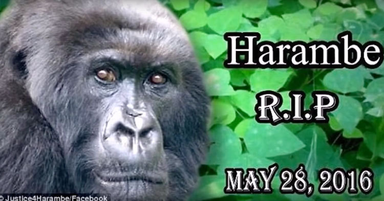 celebs who were unfairly cancelled - harambe death date - Justice4HarambeFacebook Harambe R.I.P