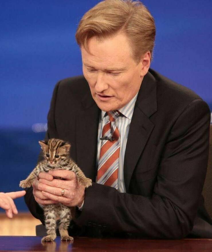 cool random pics for your daily dose - conan holding a kitten