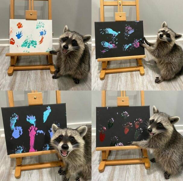 cool random pics for your daily dose - someone taught a racoon how to finger paint