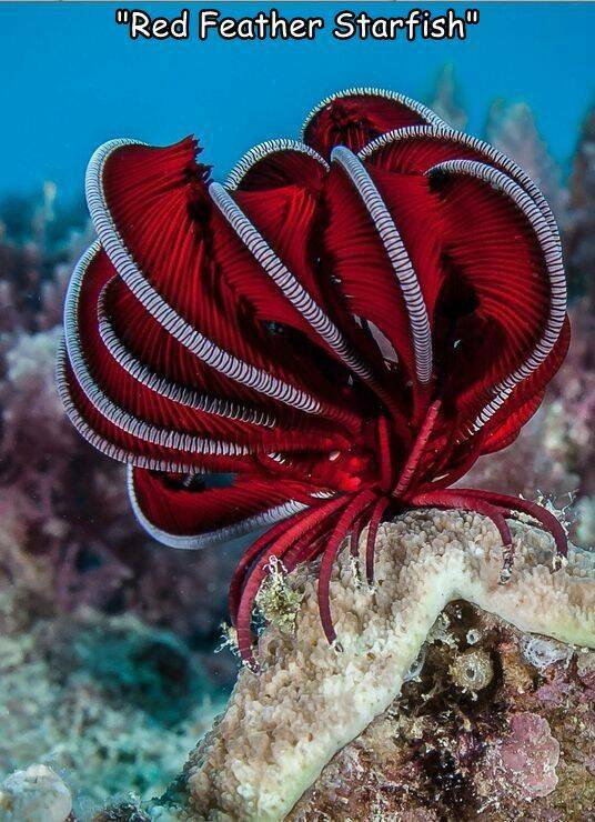 cool random pics for your daily dose - red feather starfish - "Red Feather Starfish" Adden Are