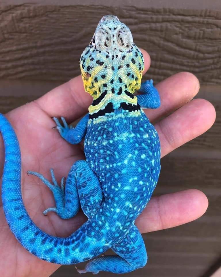 awesome pics and memes - blazing blue eastern collared lizard